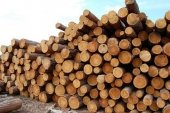 Продажа и доставка леса кругляка по Санкт-Петербургу и ЛО.